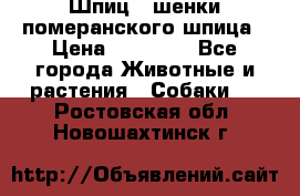 Шпиц - шенки померанского шпица › Цена ­ 20 000 - Все города Животные и растения » Собаки   . Ростовская обл.,Новошахтинск г.